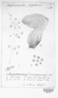 Hypomyces chrysospermus image